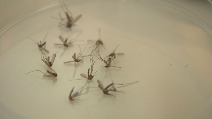 Harc a szúnyogok ellen
