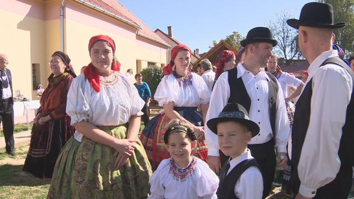 Zengővárkonyi gesztinye szüret