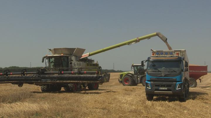 A tervek szerint aratnak a Borjádi Zrt.-nél