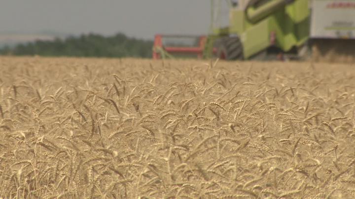 Aratták a búzát a Bóly-Töttösi Zrt.-nél