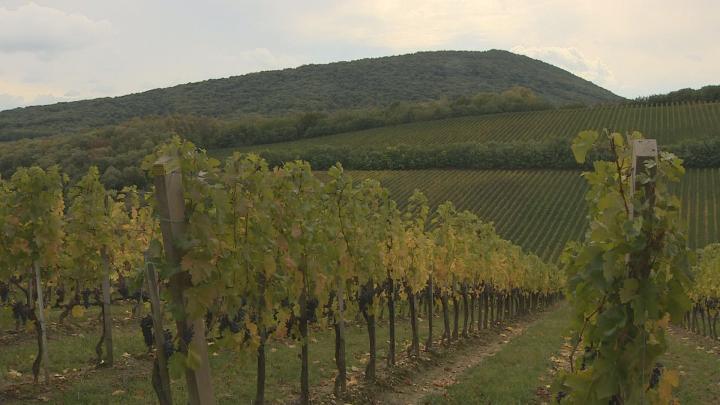 Magyarország legszebb szőlőbirtoka