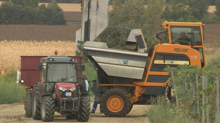 Szüretelőgép dolgozik Bóly határában