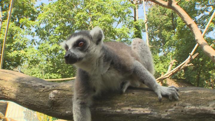 A gyerekek körében közkedvelt volt a zoo tábor