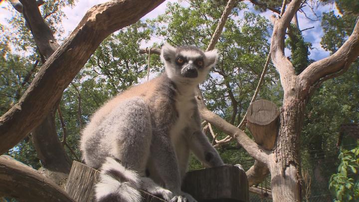 Zoo tábor Pécsett