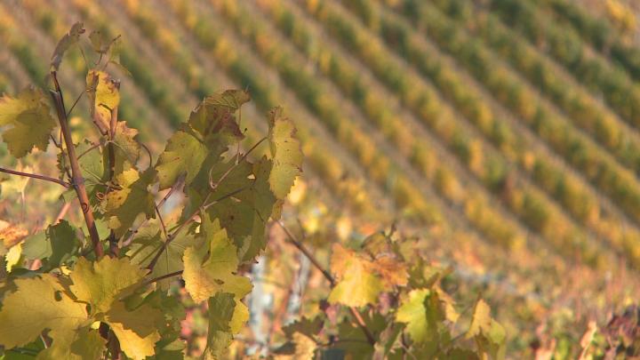 A 2025-ös szüret értékelése