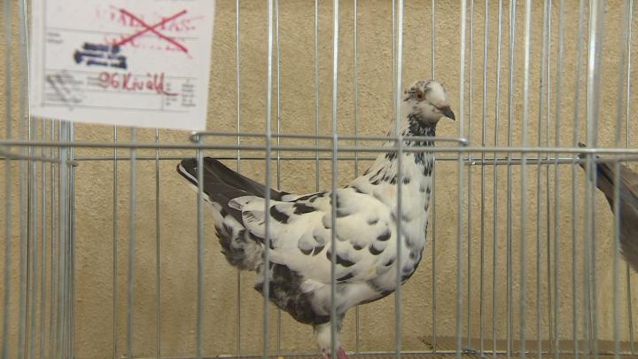 Galamb kiállítás Bólyban